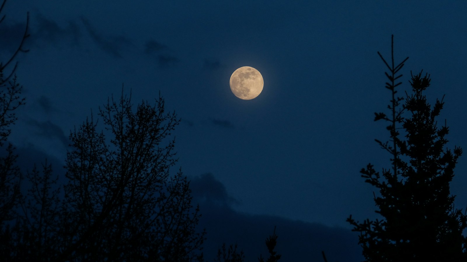Lua cheia de outubro, a Lua do Caçador, brilha atrás de silhuetas de árvores à noite