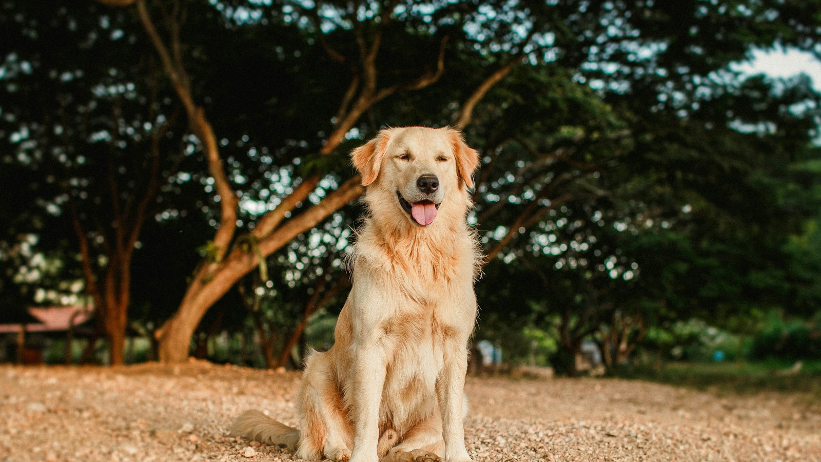 Golden Retriever de pelo longo deitado no chão; tosar o cachorro no calor fora do corte da raça é erro comum